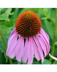 Echinacea, Purple Coneflower 'Minnesota Native'