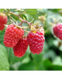 Rubus, Raspberry 'Jaclyn'