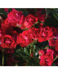 Rosa, Shrub Rose 'Red Drift®'