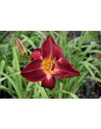 Hemerocallis, Red Daylily 'Red Volunteer'