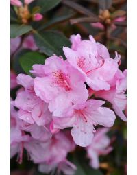 Rhododendron, Small Leaf 'Aglo'