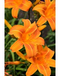 Hemerocallis, Orange Daylily 'Rocket City'