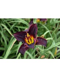 Hemerocallis, Purple Daylily 'Salieri'