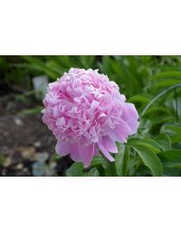 Paeonia, Pink Peony 'Sarah Bernhardt'