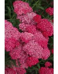 Achillea, Common Yarrow 'Saucy Seduction'