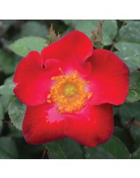 Rosa, Shrub Rose 'Easy Elegance® Screaming Neon Red™'