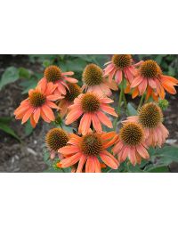 Echinacea, Coneflower 'Sombrero® Adobe Orange'