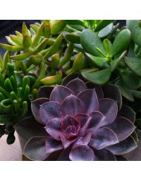 Succulent Bowl