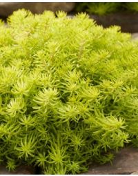 Sedum, Stonecrop Sunsparkler® 'Angelina’s Teacup'