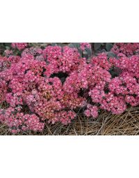 Sedum, Stonecrop Sunsparkler® 'Dazzleberry'