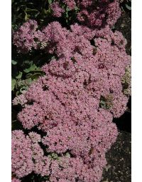 Sedum, Stonecrop Sunsparkler® 'Lime Zinger'