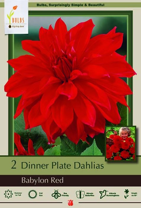 Dahlia Dinner Plate Babylon Red, 2 Pack | Gertens Garden Center