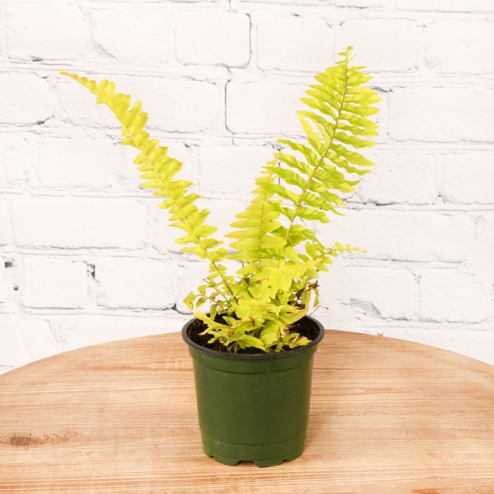 Fern, Boston Fern 'Tiger Stripe' | Gertens Garden Center