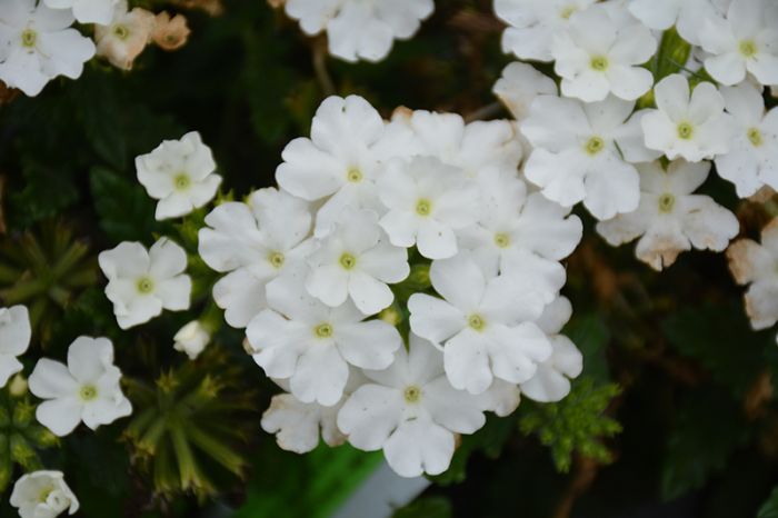 Verbena Firehouse White 