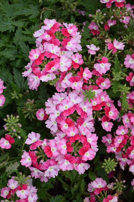 Verbena Samira Red Star | Gertens Garden Center