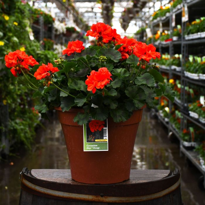 Geranium Savannah Oh So Orange | Gertens Garden Center