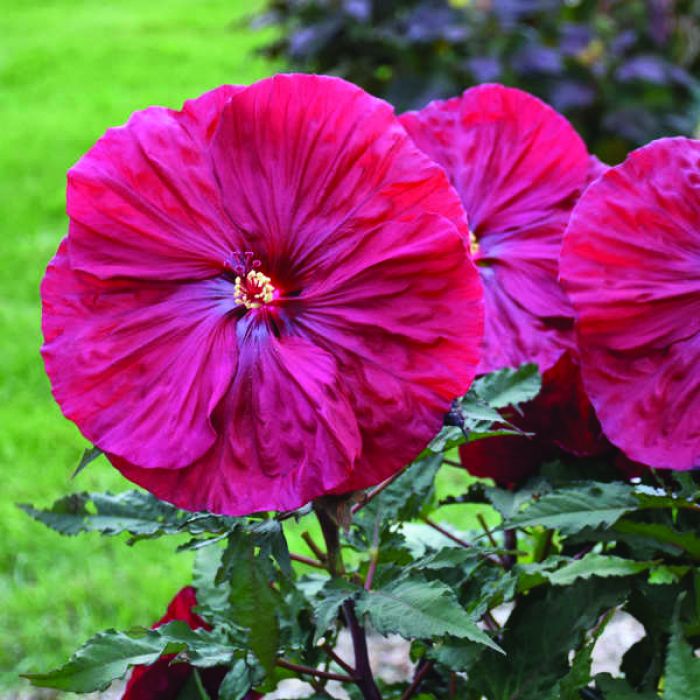 Blackberry Merlot Hibiscus | Gertens Garden Center