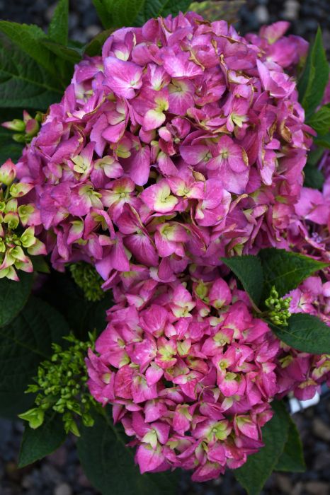 Hydrangea, Bigleaf 'Let’s Dance® ¡Arriba!™' | Gertens Garden Center