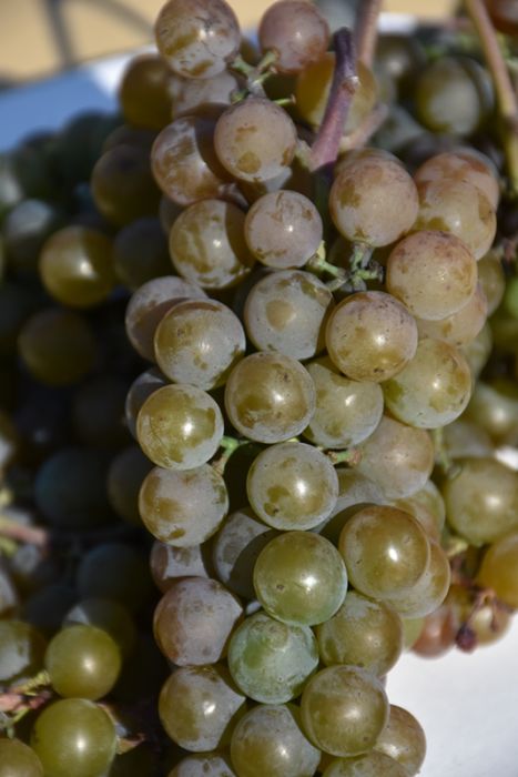 white colored grape