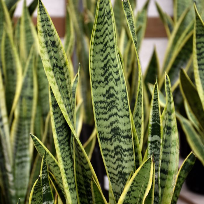 Sansevieria Laurentii Superba | Gertens Garden Center