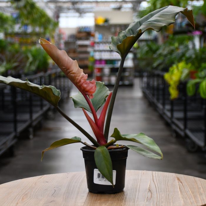 Philodendron Chocolate Empress | Gertens Garden Center