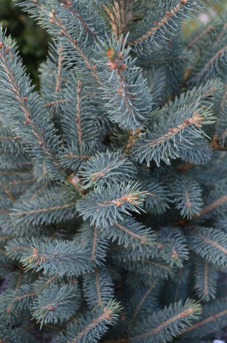 Skinny Blue Genes White Spruce | Gertens Garden Center