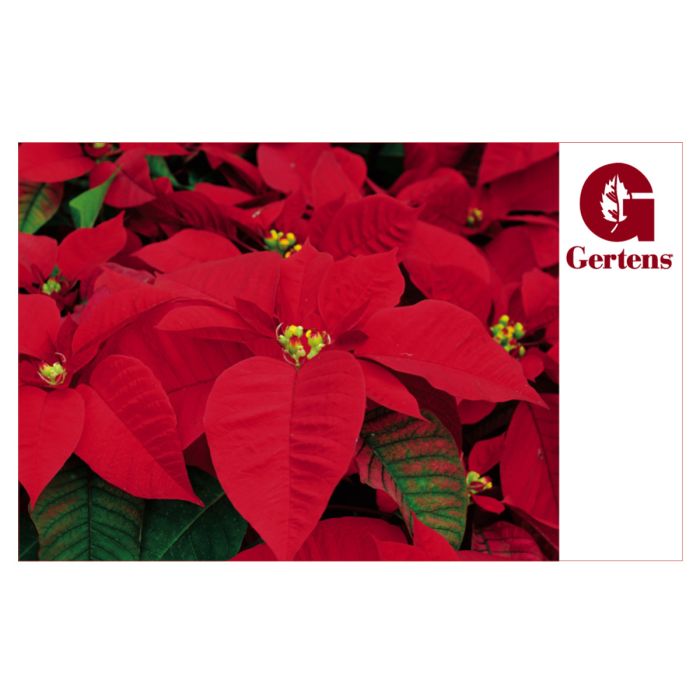 Poinsettia Gift Card Gertens Garden Center