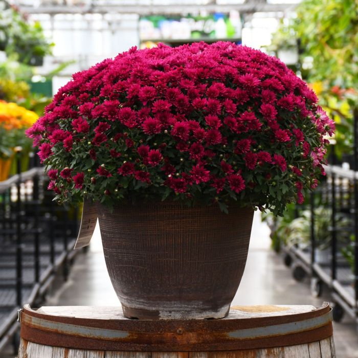 Fall Mum, 'Purple' | Gertens Garden Center