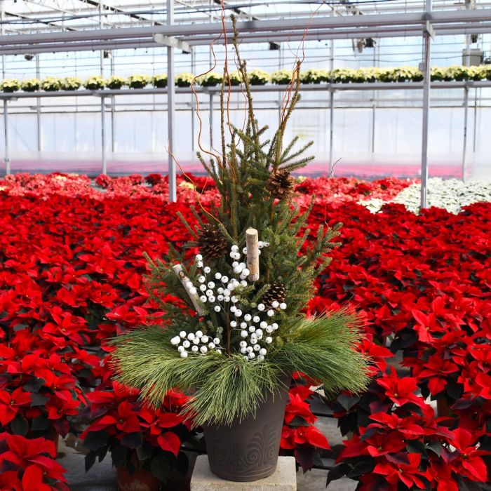 Traditional Holiday | White Accents - Spruce Tip Container | Gertens Garden  Center