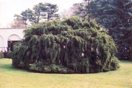 Tsuga, Canadian Hemlock 'summer Snow' 