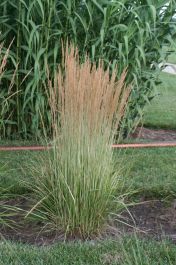 Avalanche Feather Reed Grass | Gertens Garden Center