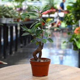 Ficus Ginseng 