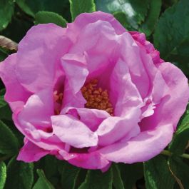 Foxi Pavement Rose | Gertens Garden Center