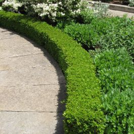 Green Velvet Boxwood | Gertens Garden Center