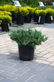 Blue Chip Juniper | Gertens Garden Center