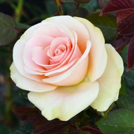 Marilyn Monroe Rose | Gertens Garden Center