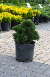 Honey Bun Dwarf Mugo Pine | Gertens Garden Center