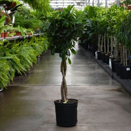 Schefflera Arboricola, Braid | Gertens Garden Center