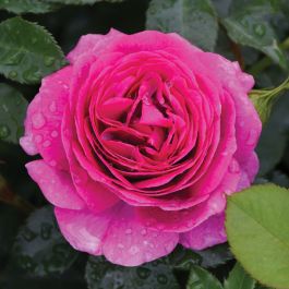 Rosa, Floribunda Rose 'Sweet Madame Blue™' | Gertens Garden Center