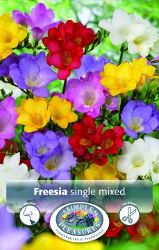 Freesia, single mixed, 10pk bulbs