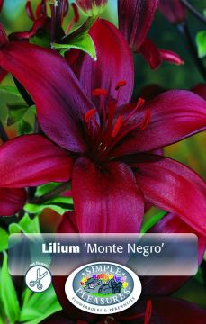 Lilium Asiatic, Monte Negro Lily, 3pk bulb