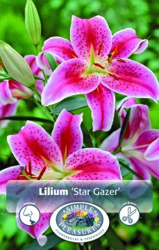 Lilium Oriental, Star Gazer Lily, 2pk bulb