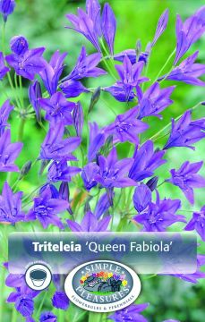 Triteleia, Queen Fabiola, 15pk bulb