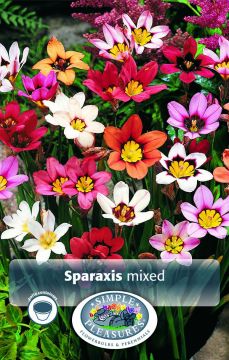 Sparaxis, Mixed, 20pk bulb