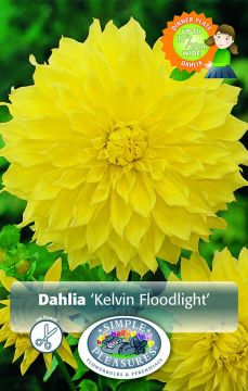 Dahlia, Dinner Plate, Kelvin Floodlight, 1pk bulb