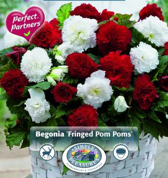 Begonia Blend, Fringed Pom Poms, 4pk bulb