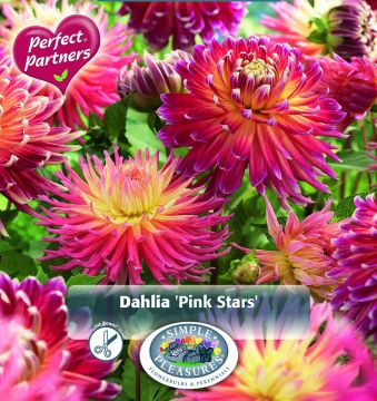 Dahlia, Decorative, Pink Stars, 2pk bulb