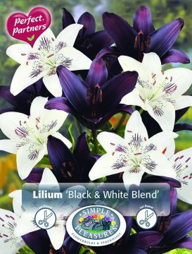 Lilium, Black & White Lilies, 6pk bulb