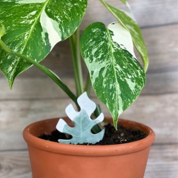 PlantDoc: Biodegradable Color-Changing Moisture Meter for Plants