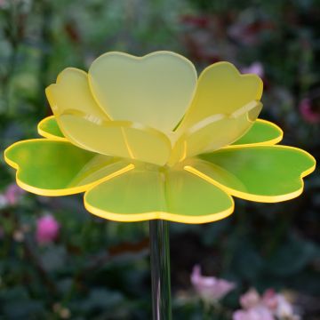 Large Yellow Buttercup